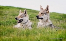 his_and_her_wolfdog_highness_by_czertice-d78gwm9.jpg
