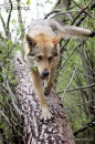 tree_climbing_wolfdog_by_czertice-d6y9f4r.jpg